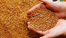 Как мы будем использовать пшеницу в XXI веке